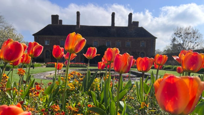 Yellow and red tulips in the Lily Garden beside Strode House